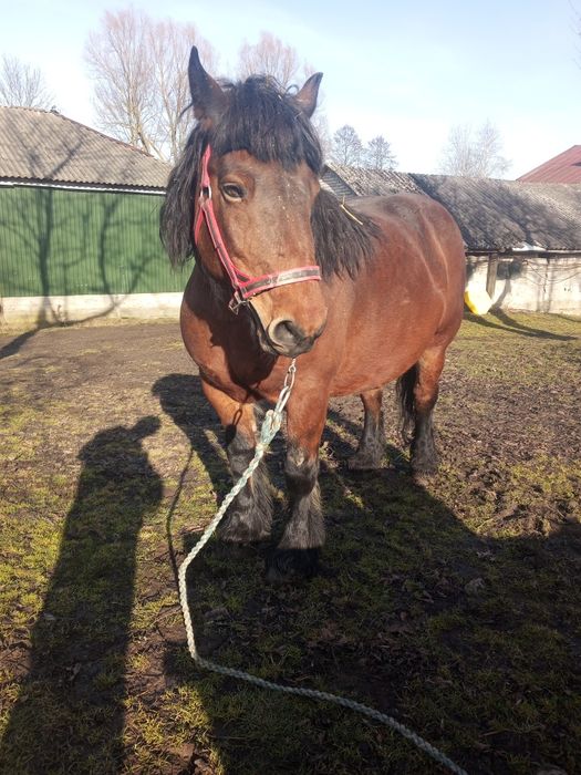 Sprzedam kobyle zrebna