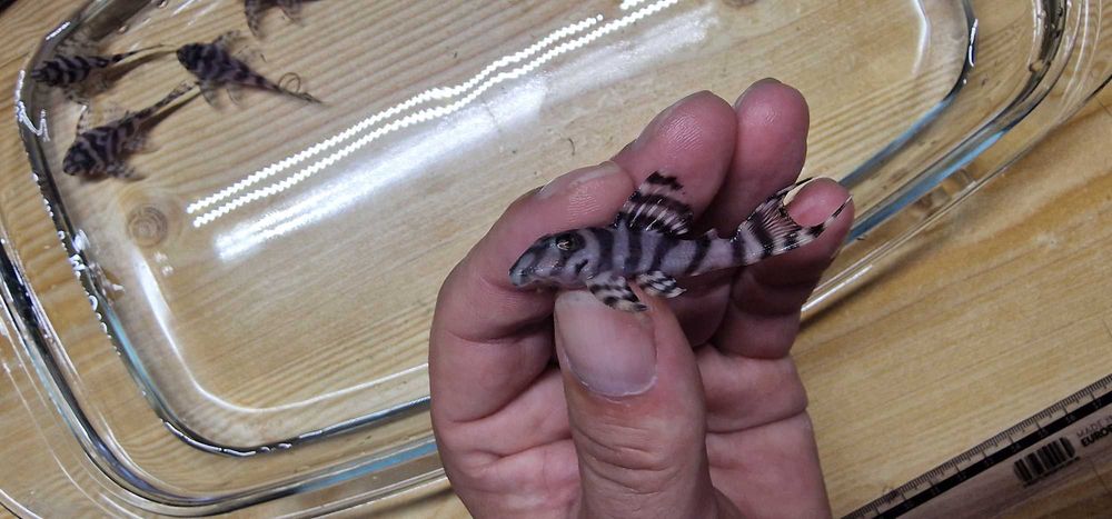 Zbrojnik L236 RB PREMIUM  5-6 cm