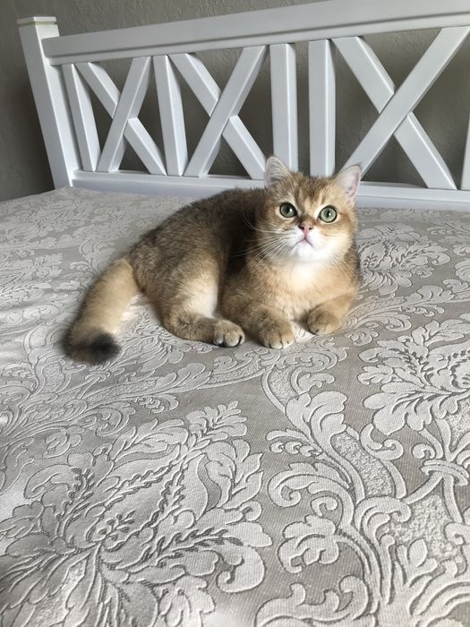 Котик шиншила ny 25.