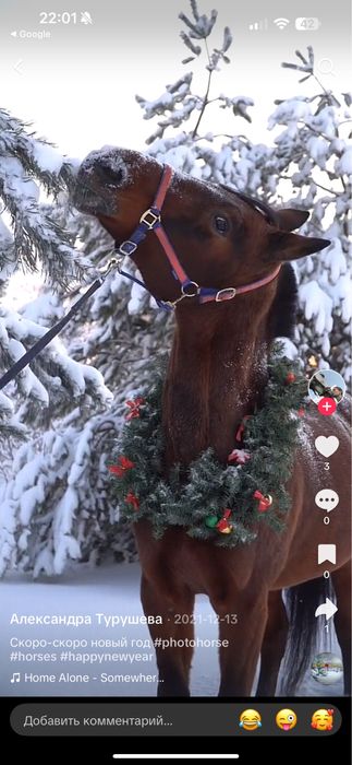 Приму в дар лошадку