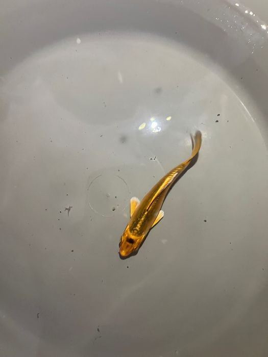 Carpas koi.