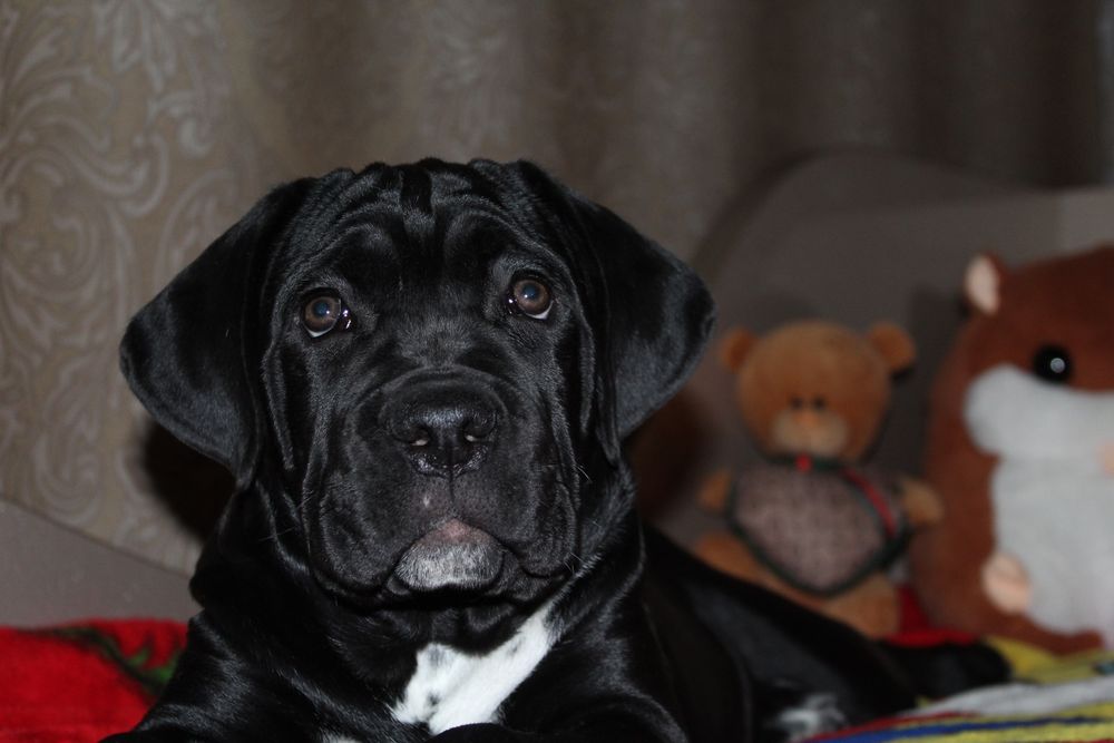 Цуценята кане корсо