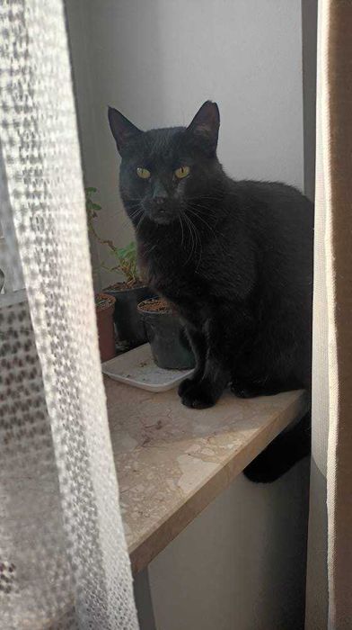 James Bond - adoptuj agenta specjalnego