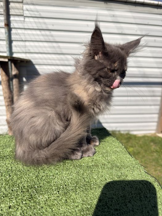 Kotki maine coon FPL gotowe do nowego domu