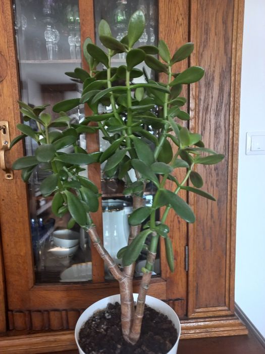Kaktus grubosz drzewko szczescia 60 cm