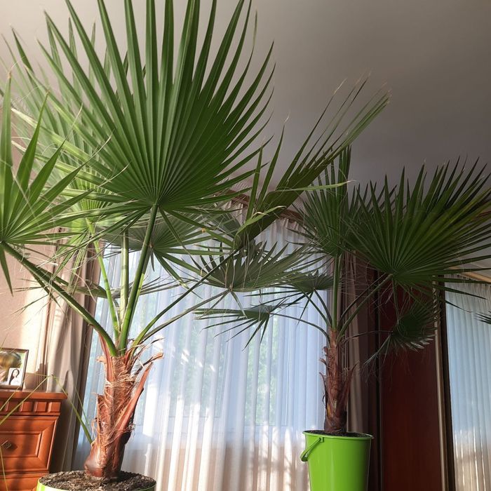 Продам пальми Вишингтонія ниткоподібна