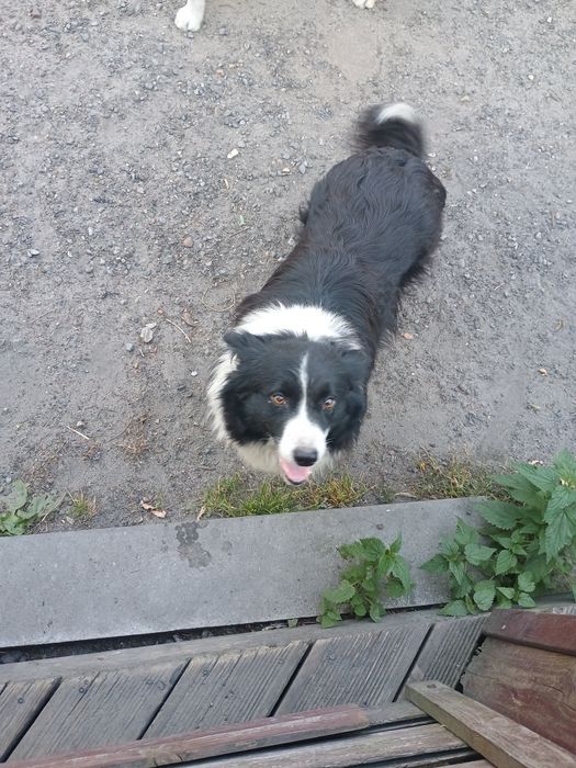 Za darmo border collie