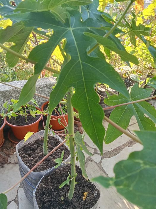 Papaiaa plantas exterior