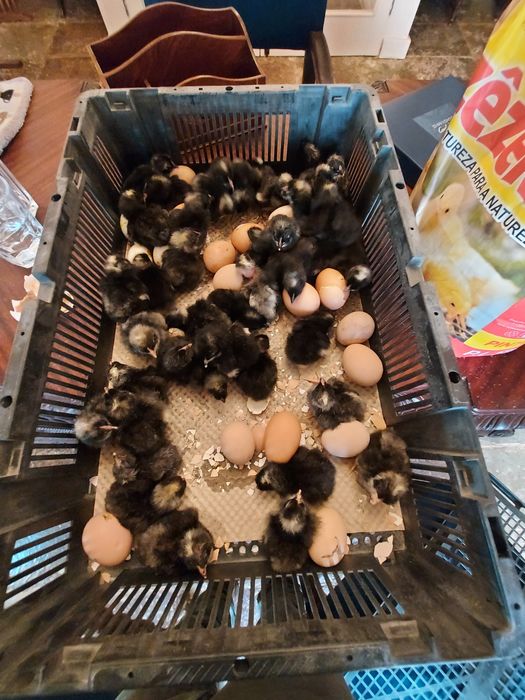 Galinhas pedres portuguesas