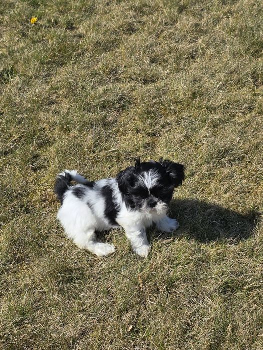 Cudny chłopczyk Shih Tzu