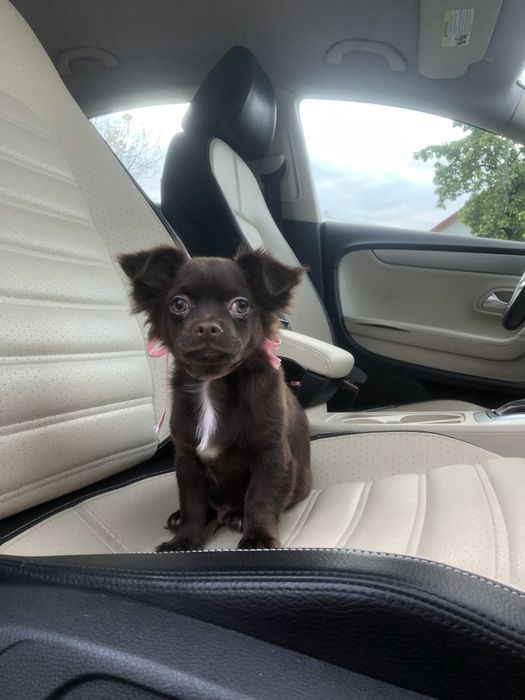 Чіхуа гарнесенький