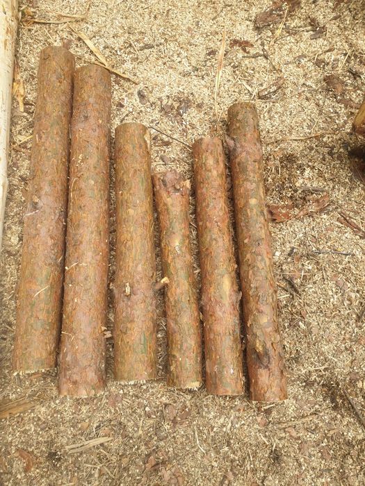 Pieńki pnie sosnowe choinkowe z dowozem