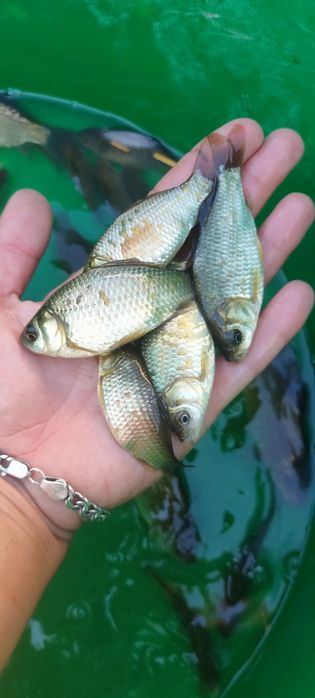 Карась Живець  відправляємо поштою 
Від 4-18см є різні
Відправляємо