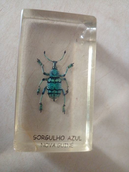 COLEÇÃO de insetos Verdadeiros  DA RBA