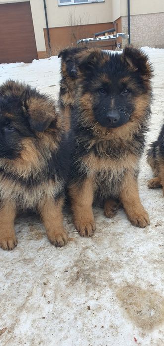 Owczarek niemiecki długowłosy