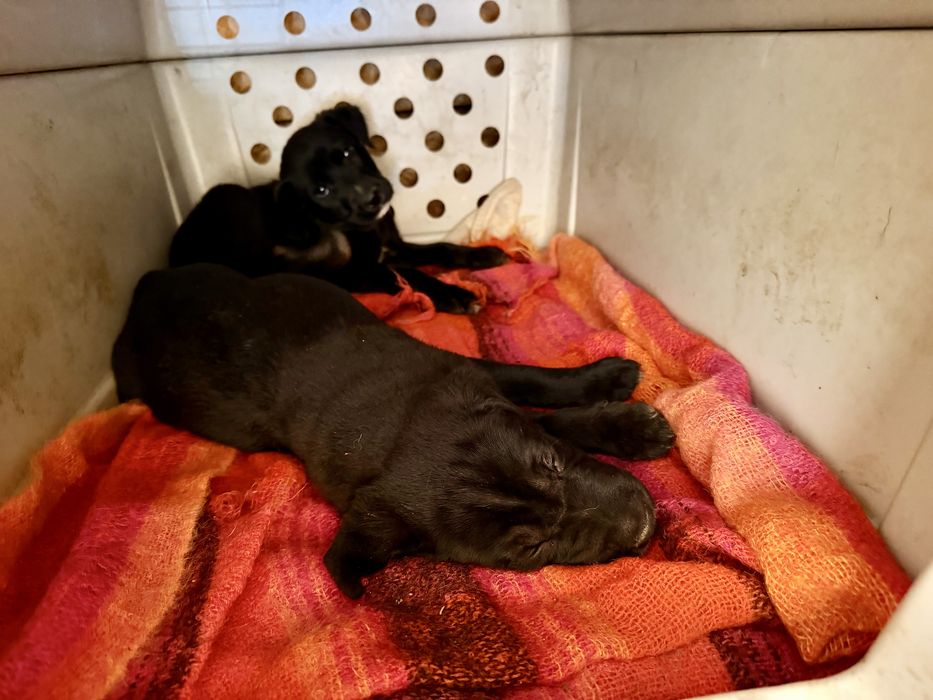 Cachorros para adoção