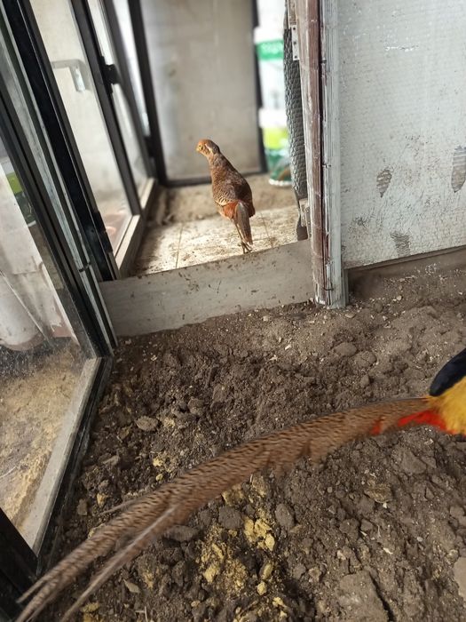 Animais saudáveis e  desparasitados