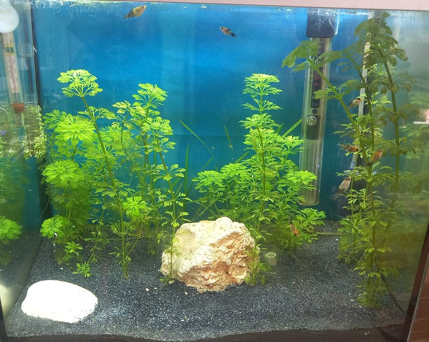 Peixes molinésia balão