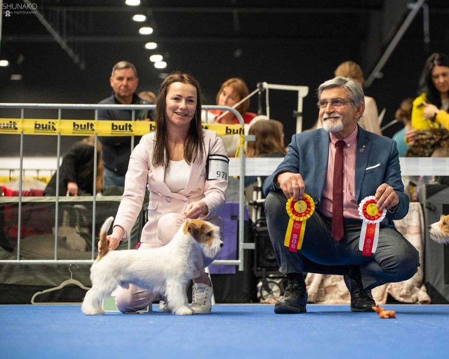 Jack Russell Terrier FCI ZKwP piesek suczka