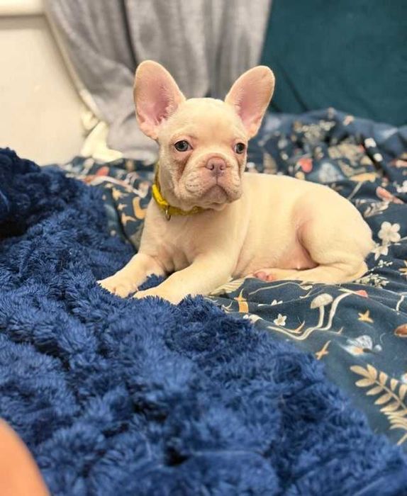 Кремова красуня з зеленими оченятами! Дівчинка французского бульдога!