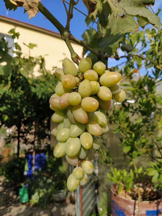 Гумі ірга фундук актинідія