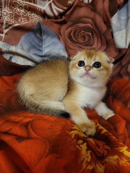 Красивенна дівчинка золота шиншилла.