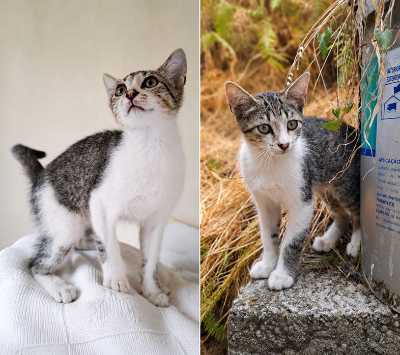 Gatinhos para adoção responsável – cerca de 4 meses