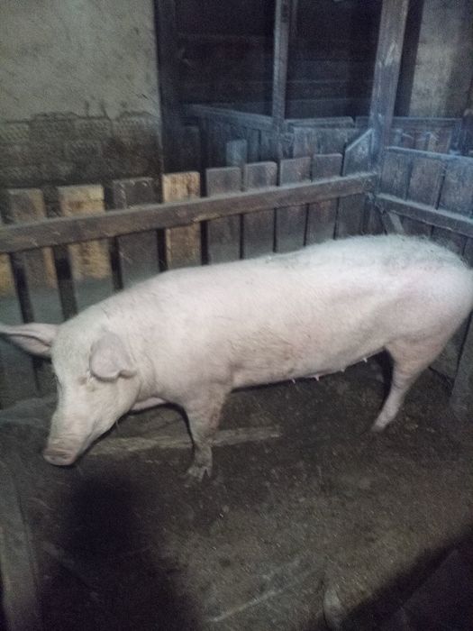 Свиноматка F1 на плем'я