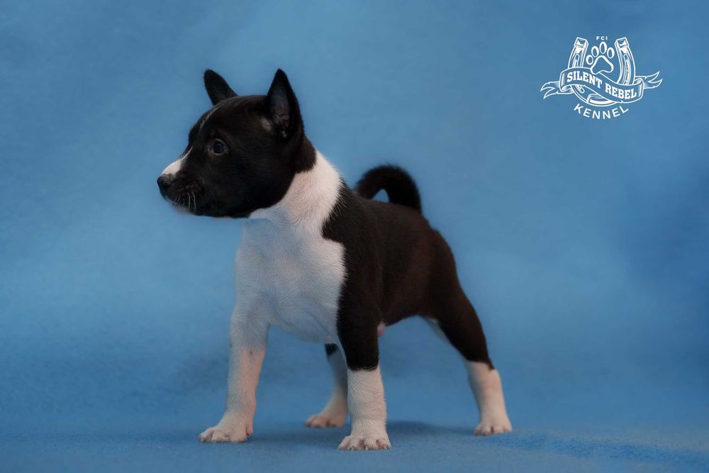 Szczenię piesek basenji FCI