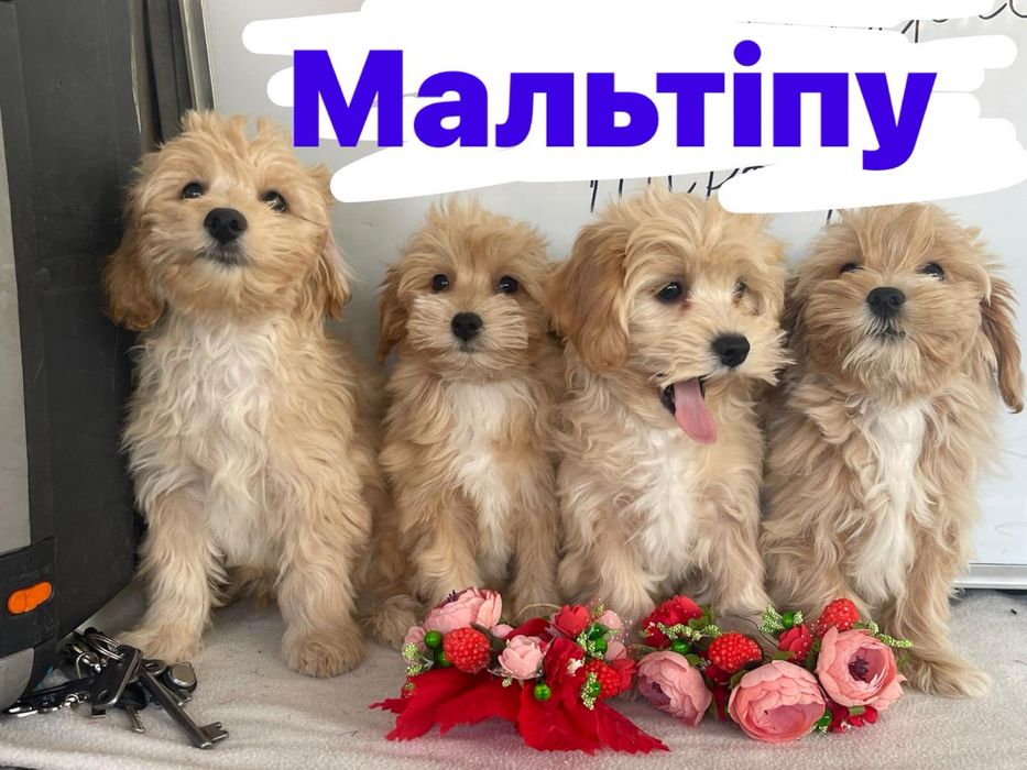 Мальтипу дівчата та хлопці .