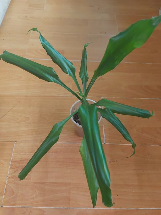 Юкка  слонова вічнозелена рослина,драцена запашна