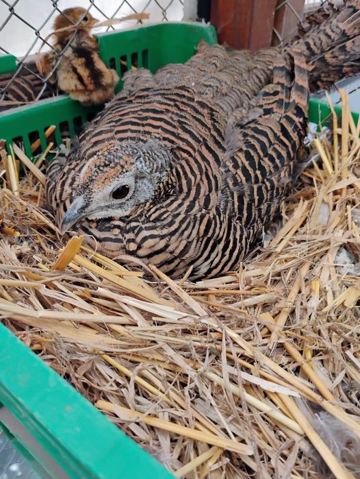 Bażanty złociste bananowe srebrne polne, diamentowe kaczki mandarynki.