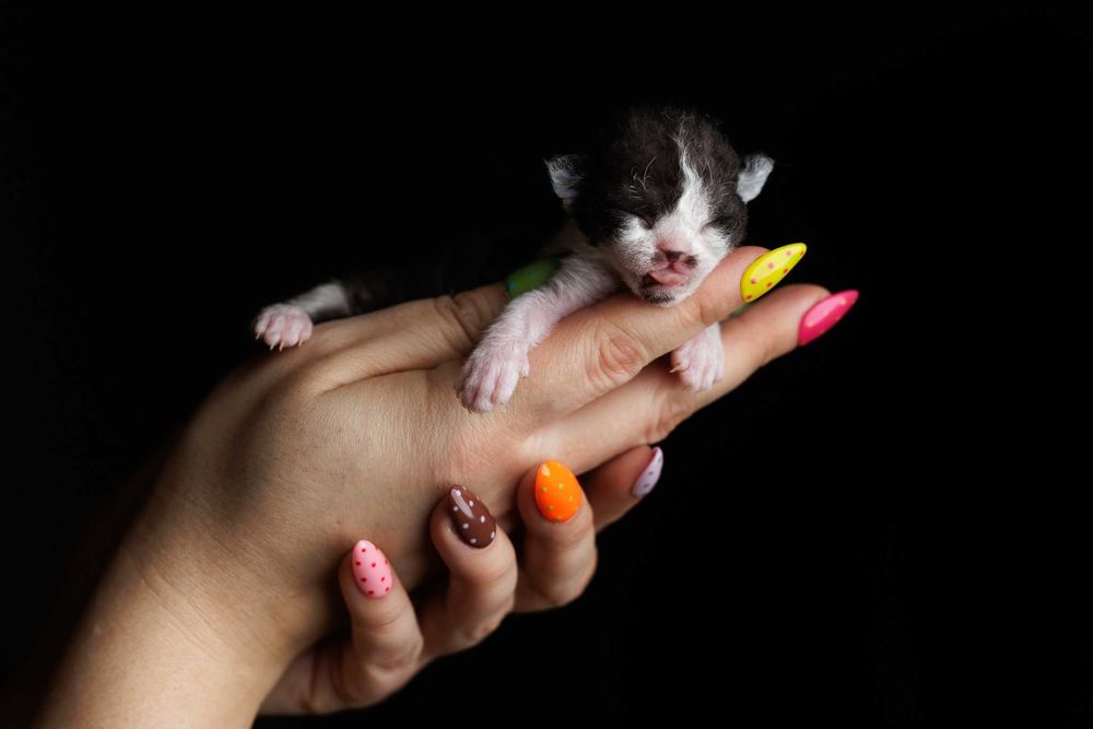 Devon Rex* Kotka czarny bicolor REZERWACJA