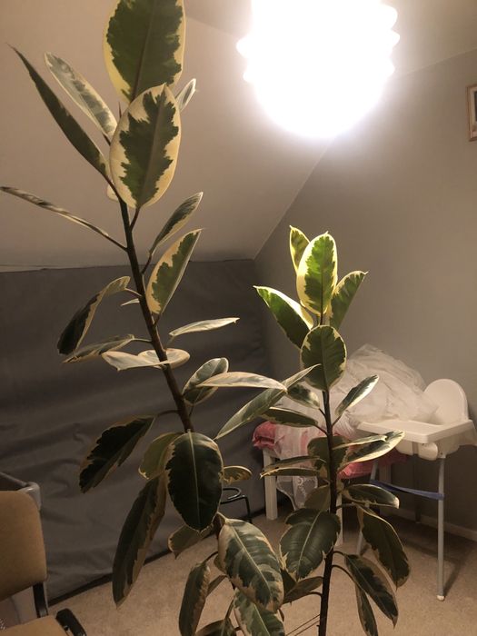 Fikus,monstera,fikus beniamin