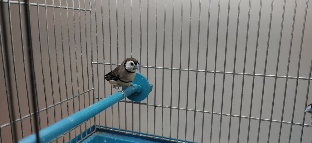 Astryldy Kratoskrzydłe