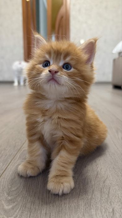 Кошенята мейн кун шоу класу