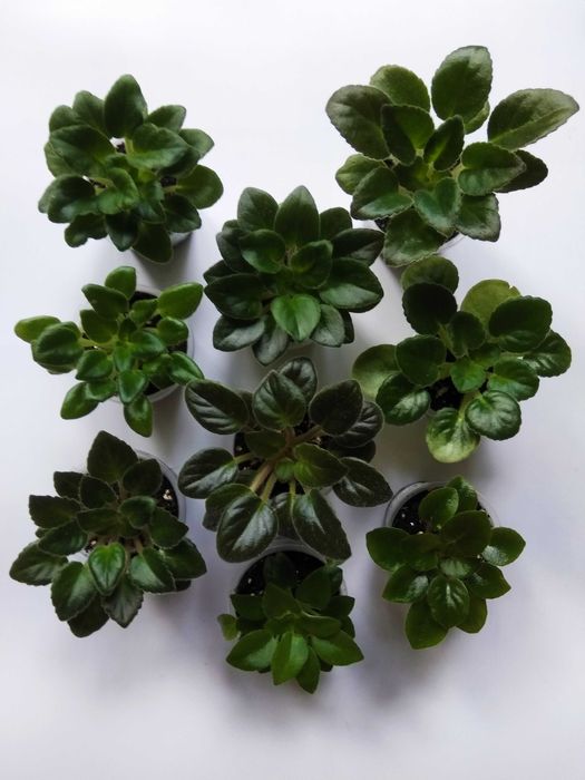 Фіалки міні/напівміні набори