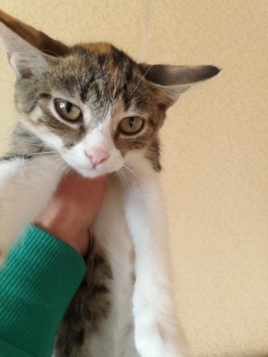 Котятам нужен дом и родители.