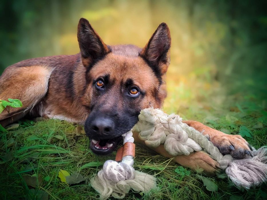 PAKER - wymagający kawaler w typie ON pomieszany z Malinois