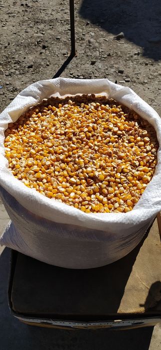 Продам суху дрібну кукурудзу кукурузу врожай 2025