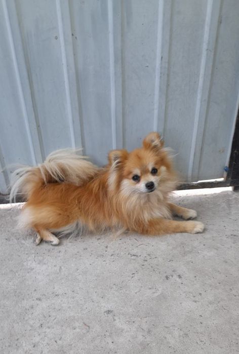 Продам померанського шпица