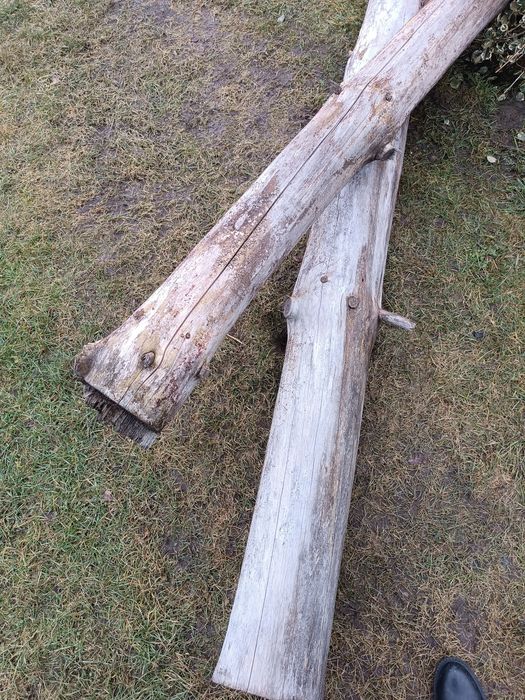 Sprzedam drewno, pnie sosny