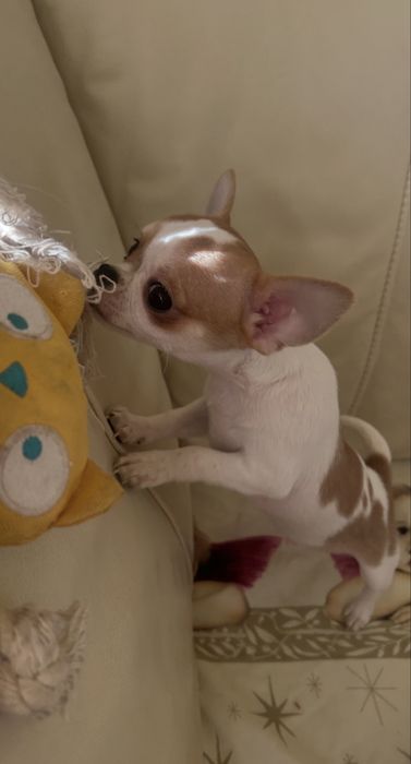 Cudowny piesek! Gotowy !!!