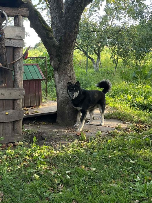 Віддам собаку в добрі руки, порода-  хаскі