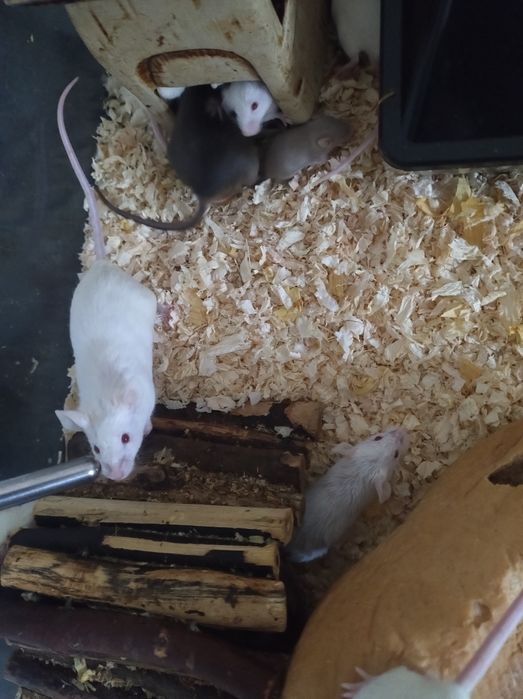 Mysz domowa biała czarna myszka