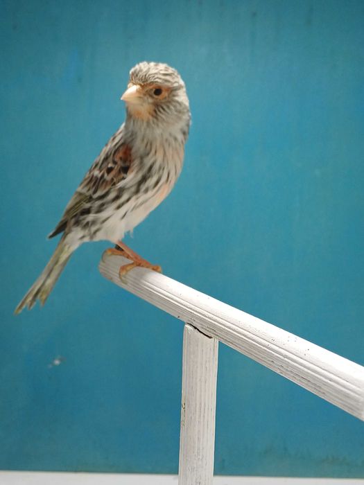 Canarios Agata vermelho mosaico