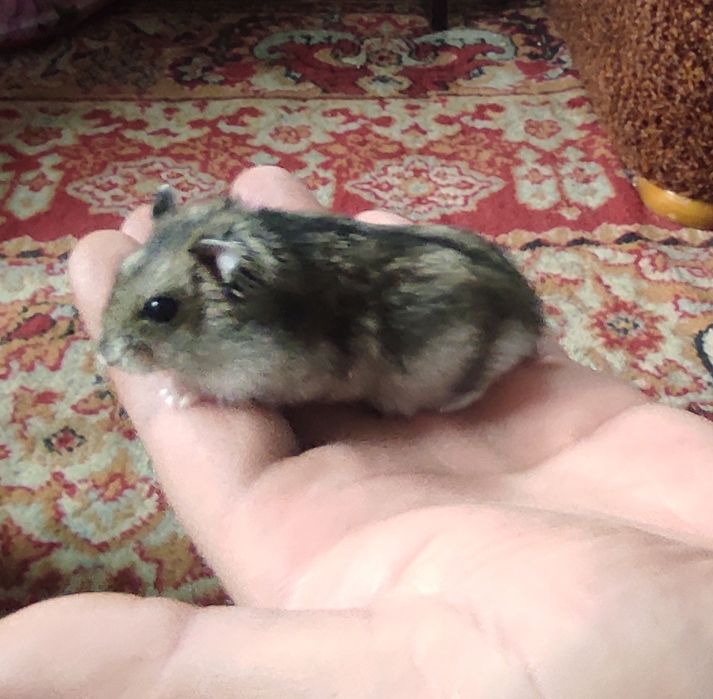 Продам хом'яка джунгарика