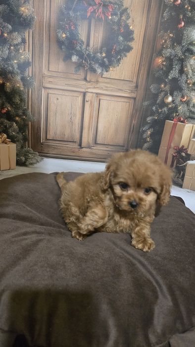 Cavapoo cudowny piesek f1