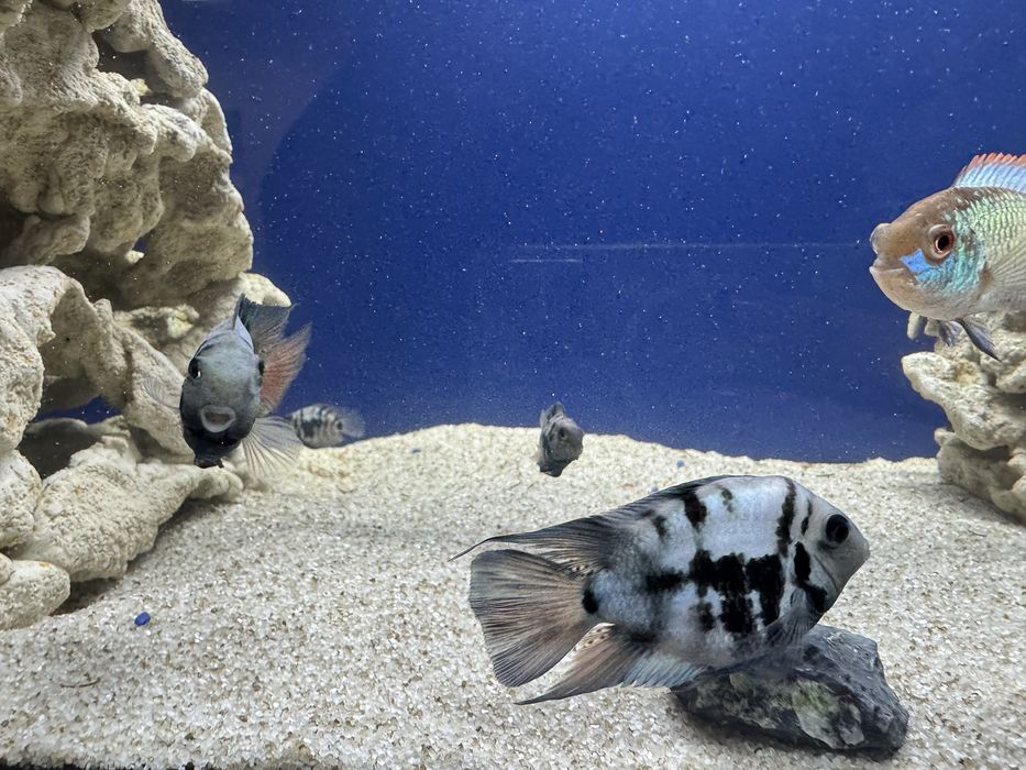 Продам рибок цихлід та сомів