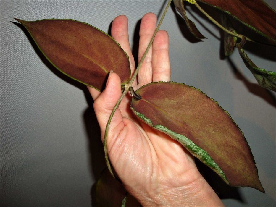 Хойї Хойя Hoya Caudata Gold: 850 грн. - Комнатные растения Харьков